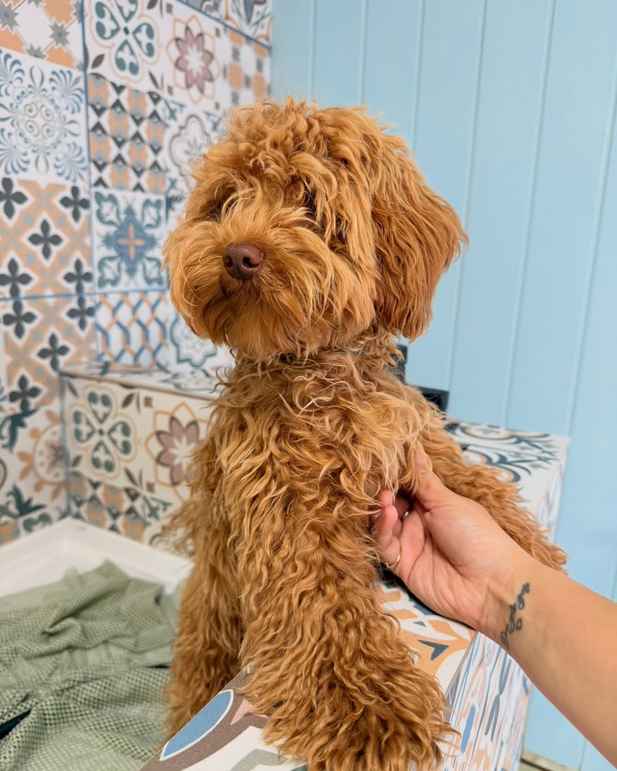 Przed: rudy maltipoo z długą, skręconą sierścią